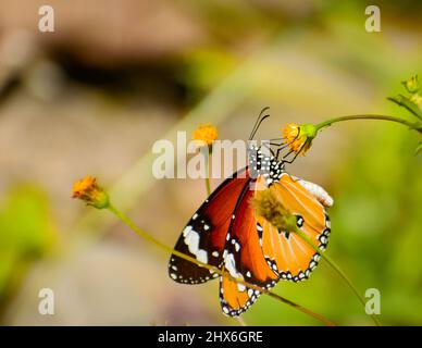 beautiful butterfly on flower . danaus chrysippus   plain tiger butterfly. Stock Photo