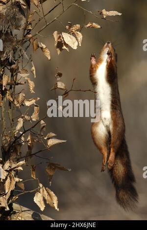 Jumping squirrel Stock Photo
