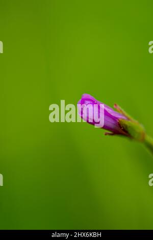 Claytonia sibirica flower growing in meadow, close up Stock Photo