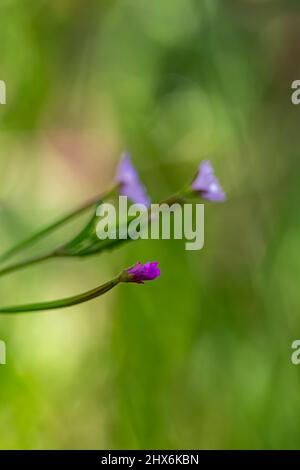 Claytonia sibirica flower growing in meadow, close up Stock Photo