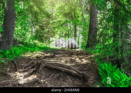 Path in a fairy forest with tree roots, thick tree crowns and a bridge over the river in the distance Stock Photo