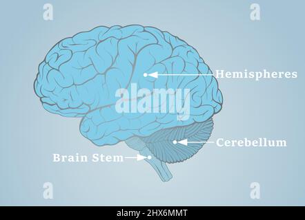 Human brain image with the structures indicated by the arrows Stock Photo