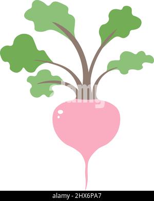 Beetroot with leaves, vegetable for cooking vector Stock Vector