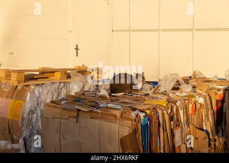 The cat is basking in the rays of the evening sun, lying on a stack of used cardboard boxes. Waste paper in the backyard of the shopping center. Stock Photo