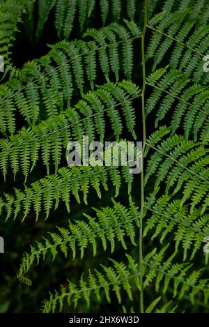 Close up of fresh green common lady fern (Athyrium filix-femina) with fan shaped fronds. Natural background not only for themes related sustainability. Stock Photo
