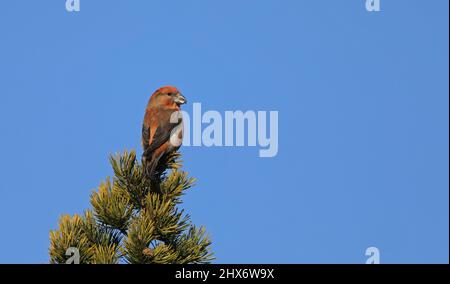 Parrot crossbill, Loxia pytyopsittacus, male sitting in top of pine tree Stock Photo