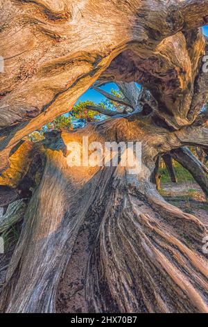 Old wood background, root, root grain, root wood Stock Photo