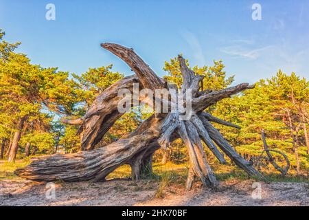 Old wood background, root, root grain, root wood Stock Photo