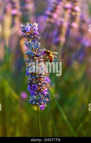 Overview of a lavender field in southern france. Stock Photo