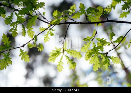 The first spring gentle leaves unfurling on the oak tree Stock Photo