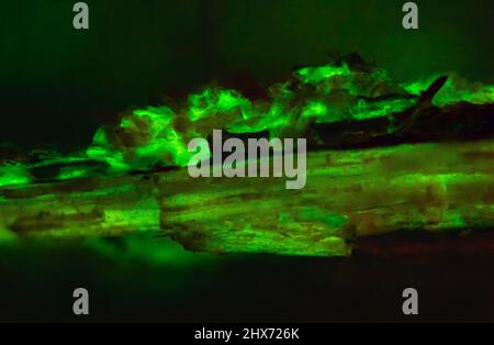 Unique background texture of bioluminescent wood glowing in the dark Stock Photo
