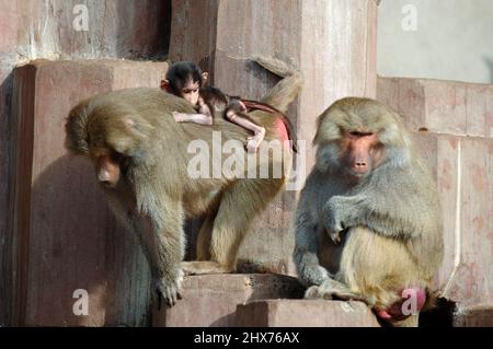 Hamadryas Baboon family is sitting in the sun. Stock Photo