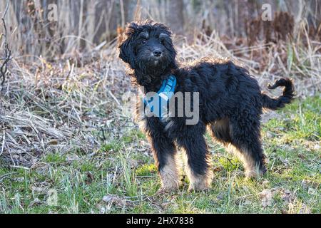 goldendoodle puppy in color black and tan. Hybrid dog from the cross between golden retriever and poodle. Intimate family dog, which is very affection Stock Photo