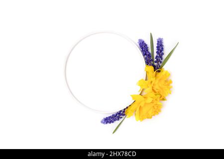Round frame made of narcissus and muscari flowers on a white background. Stock Photo