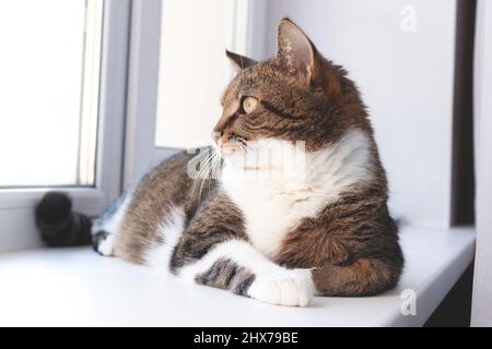 Gray shorthair domestic tabby cat lying on a white windowsill and looking away. Selective focus. Stock Photo
