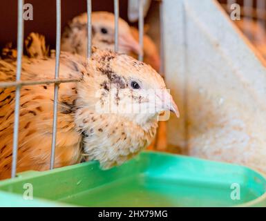 Close-up view of quails chicks in a cage on the farm. Coturnix japonica. Shallow depth of field. Stock Photo