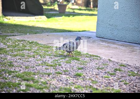 Pidgeon on the gravel in the shade Stock Photo