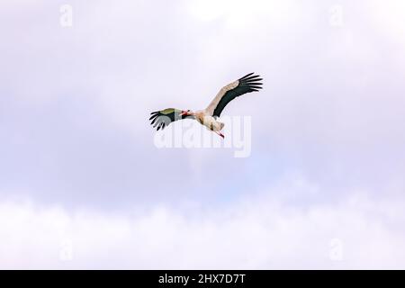 A stork isolated while gaining altitude with clouds in the sky Stock Photo