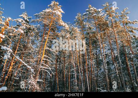 Looking Up View Snow Covered Pine Forest. Frosted Trees Frozen Trunks Woods In Winter Snowy Coniferous Forest Landscape. Beautiful Woods In Forest Stock Photo