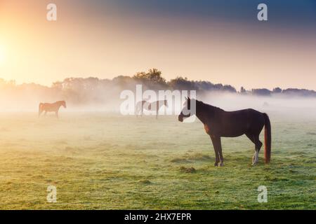 Arabian horses grazing on pasture at sundown in orange sunny beams. Dramatic foggy scene. Carpathians, Ukraine, Europe. Beauty world. Stock Photo