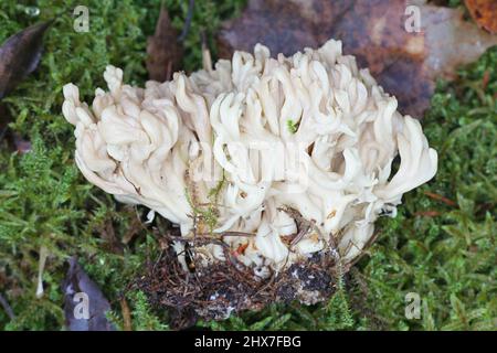Clavulina coralloides, also known as Clavulina cristata, the white coral fungus or the crested coral fungus, wild mushroom from Finland Stock Photo