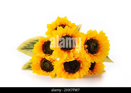 Sunflowers isolated on white background Stock Photo