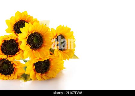 Sunflowers isolated on white background Stock Photo