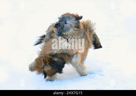 Pyrenean Shepherd puppies playing in snow Stock Photo