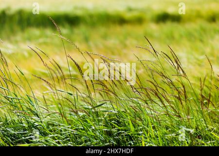 Green grass surface. Element of design. Ukraine, Europe. Beauty world. Stock Photo