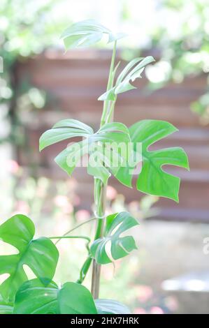 Mini Monstera, Monstera deliciosa Liebm or Philodendron ginny or Rhaphidophora terrasperma or mostera plant Stock Photo