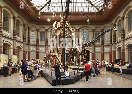 Dinosaur Hall, dinosaur skeletons displayed at Museum of Natural History (Museum für Naturkunde) in Berlin Germany. Stock Photo