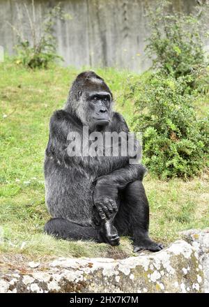 Female gorilla Fatou at Berlin Zoo enclosure in 2016. Born in 1957 she is the oldest living gorilla in the world today. Stock Photo