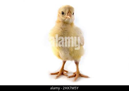 Small chicken isolated on white Stock Photo