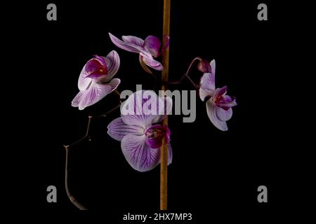Pink orchid flower isolated on black Stock Photo