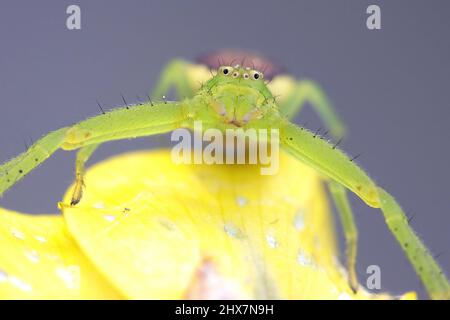 Green crab spider, Diaea dorsata Stock Photo