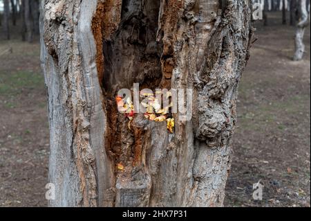 Pieces of ripe apples inside an empty tree in the woods. Apple peelings for squirrels and birds. The dry trunk of a tree without bark. Stock Photo