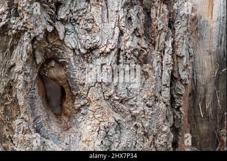 Gnarly wood texture. A tree with a hollow. The dry trunk of a tree without bark. Selective focus Stock Photo