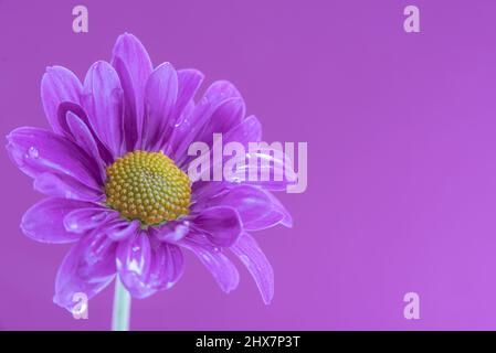 Colorful flowers close up Stock Photo
