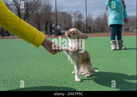 A dog of the Chihuahua breed gives his paw to the owner. The little animal stands on the green surface of the sports field. A five-year-old girl in th Stock Photo