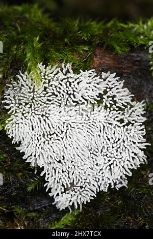 Coral slime mold or mould, Ceratiomyxa fruticulosa Stock Photo