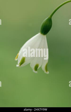 snowdrop flower on green background Stock Photo