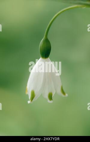 snowdrop flower on green background Stock Photo