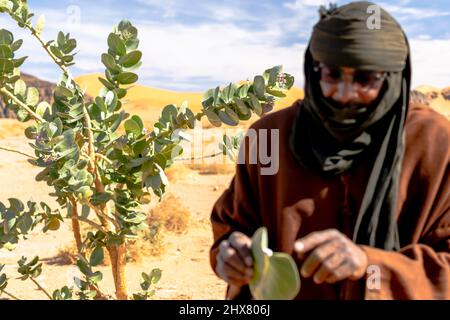 A Tuareg farmer man wearing traditional headscarf clothes showing big green leaf next to a small milkweed tree in the Sahara Desert with sand dunes. Stock Photo