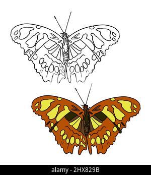 Illustration for a coloring book in color and black and white. Drawing of a butterfly on a white isolated background. High quality illustration Stock Photo