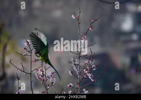 March 10, 2022, Poonch, Jammu and Kashmir, India: A bird perches on a Plum tree in full bloom heralding the onset of spring in Mendhar of Poonch district in Jammu and Kashmir on Thursday (Credit Image: © Nazim Ali Khan/ZUMA Press Wire) Stock Photo