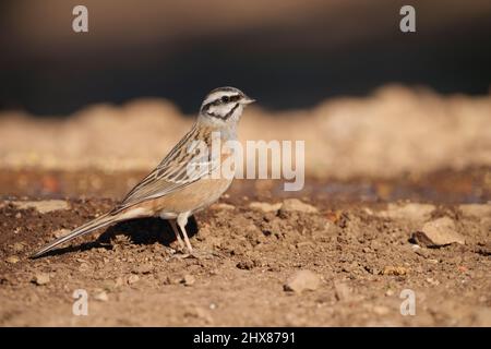 Rock bunting standing near a water source Stock Photo