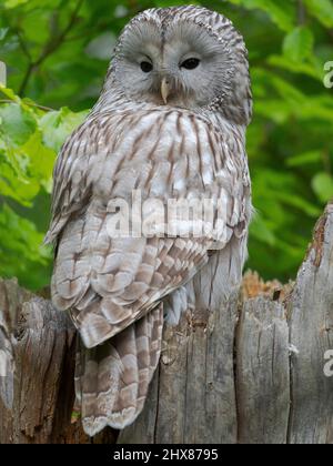 Ural Owl (Strix uralensis). Adult at entrance of nest in hole of a tree. Enclosure in the National Park Bavarian Forest, Europe, Germany, Bavaria Stock Photo