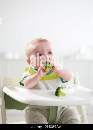 Baby aged 6 months eating in highchair Stock Photo