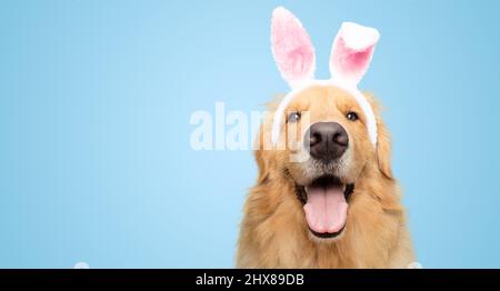 Cute golden retriever dog with bunny ears holiday isolated on blue background easter Stock Photo