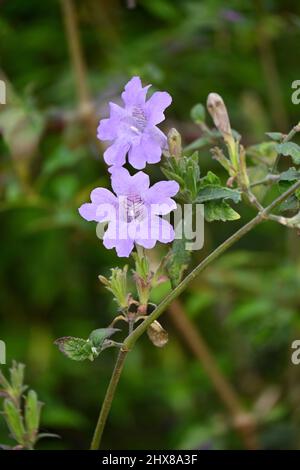 closeup the pair of purple impatiens flower growing with leaves and plant in the forest over out of focus green brown background. Stock Photo